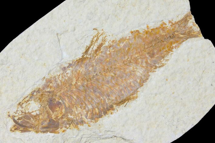Bargain, Fossil Fish (Knightia) - Wyoming #120361